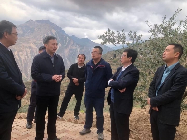 调研贺家坪油橄榄基地4