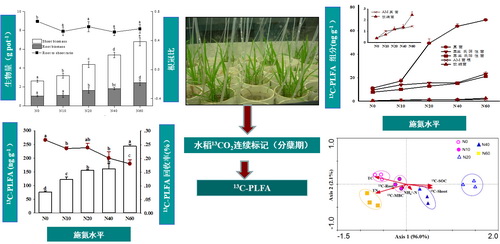 　　图1 水稻光合碳对不同施氮水平的响应及其微生物利用机制