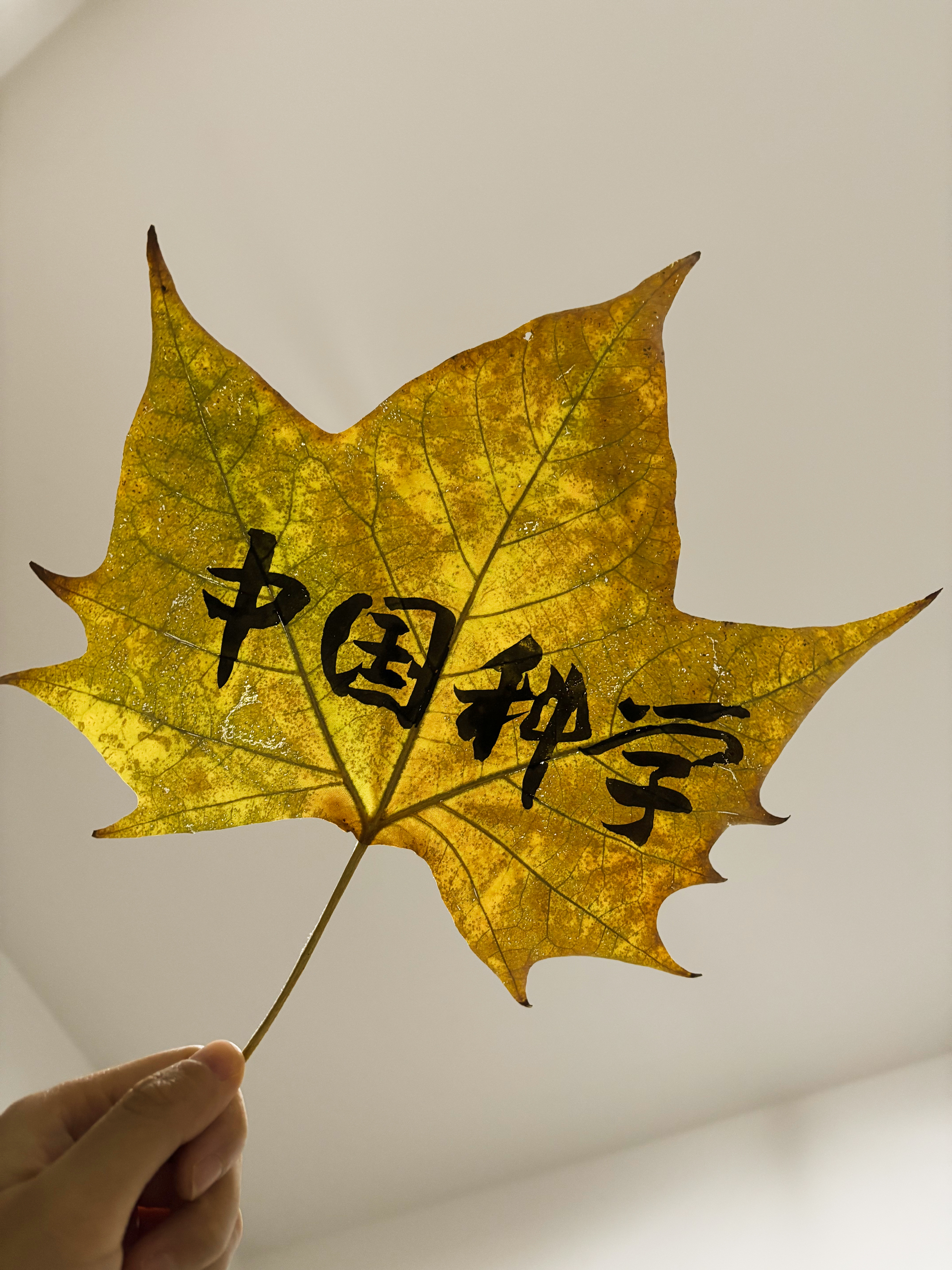 冯婉婷.jpg