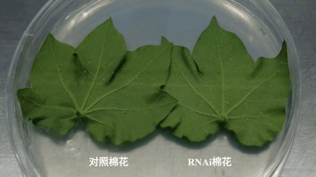 2.gif