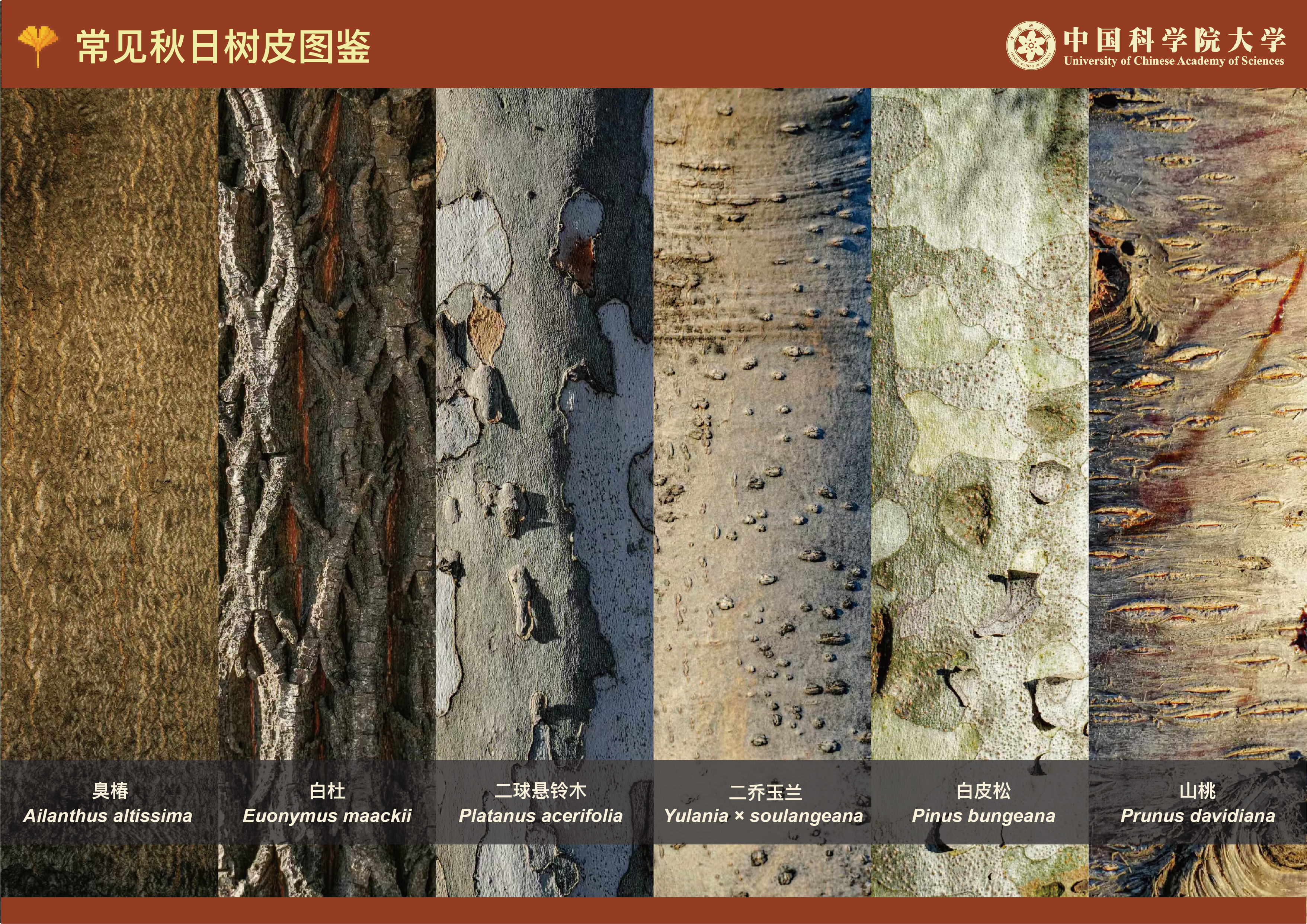 李洁妍 常见秋日树皮图鉴 - 副本.png