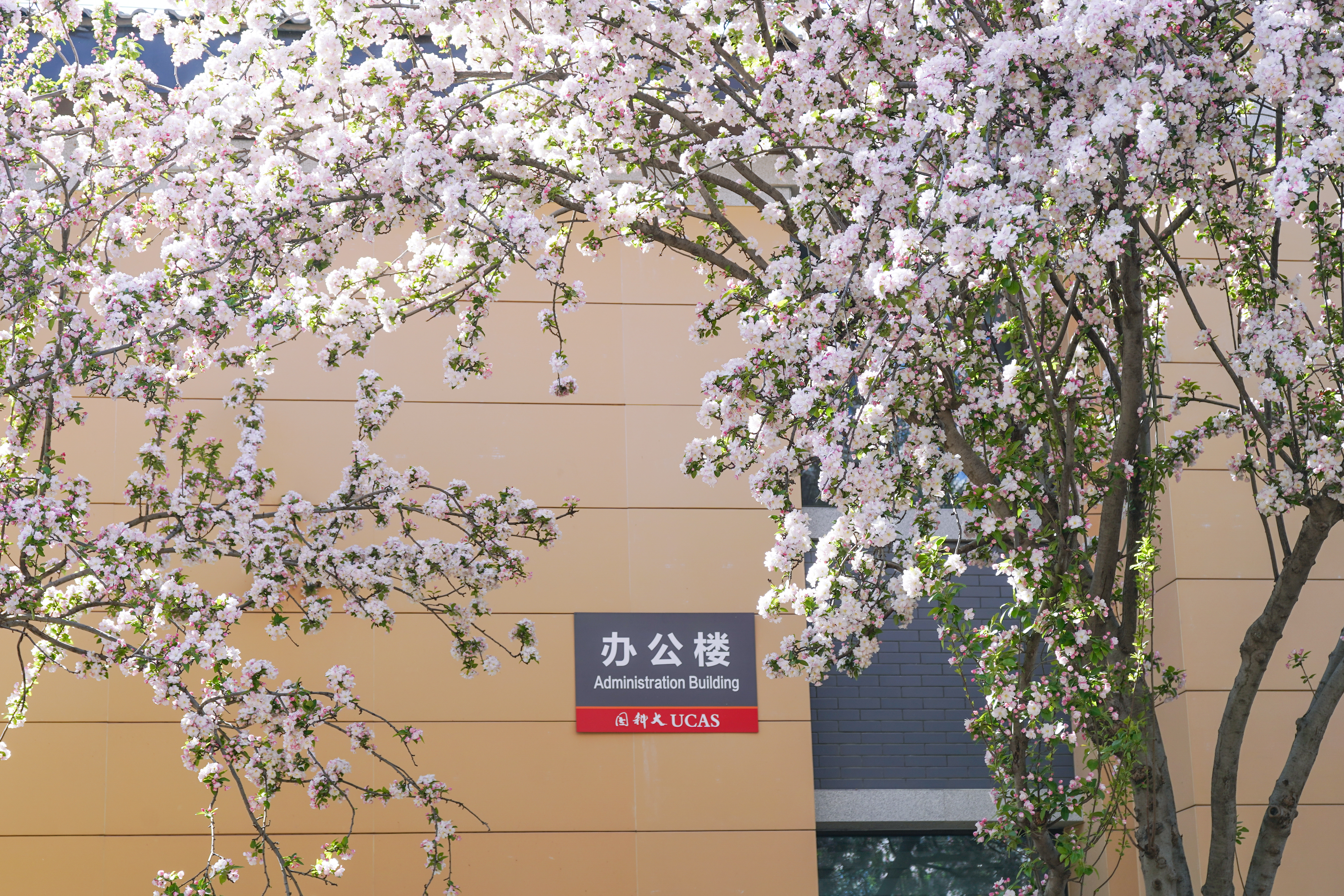 玉泉海棠-荆晓彤.jpg