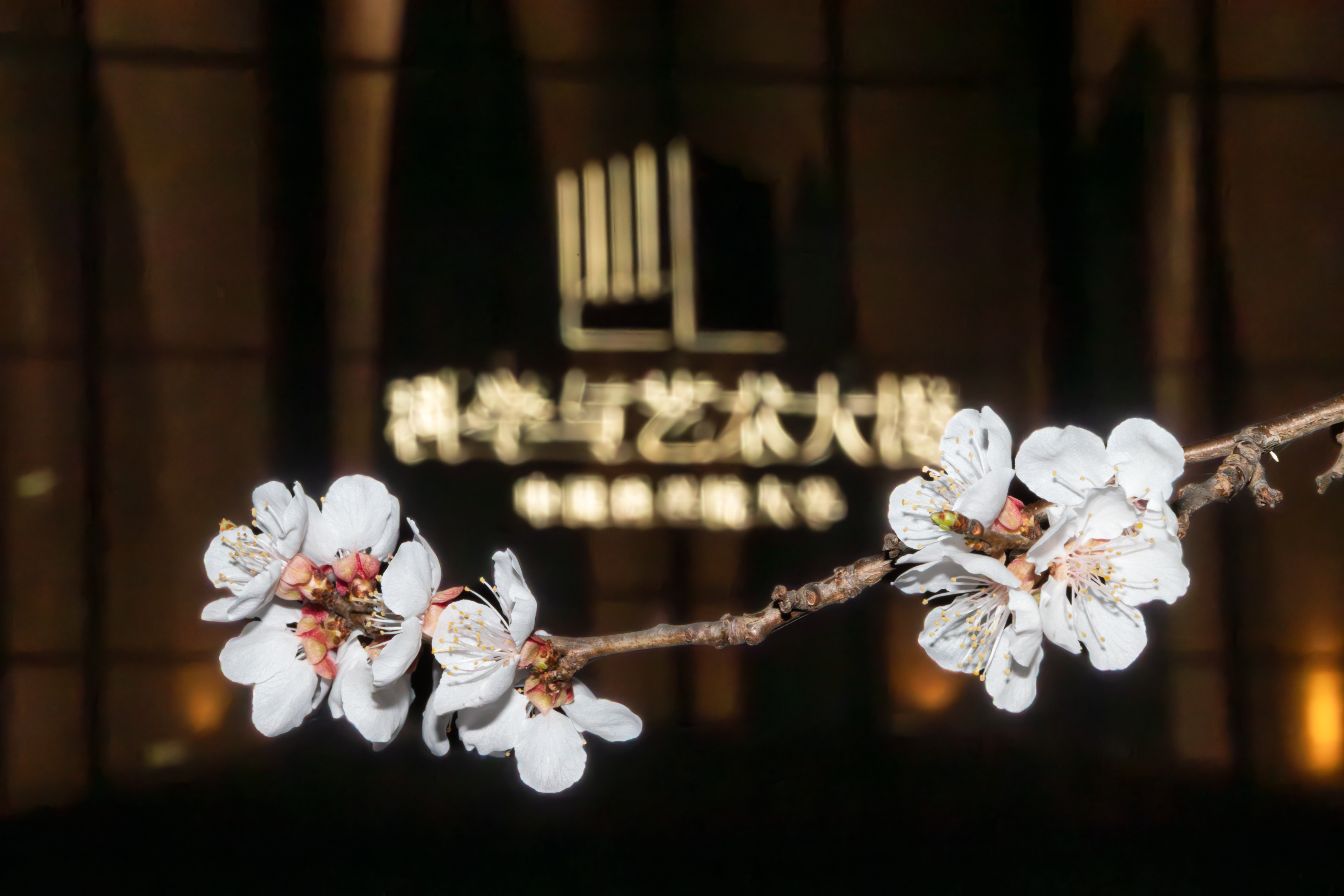 科艺桃花-夜晚.jpg