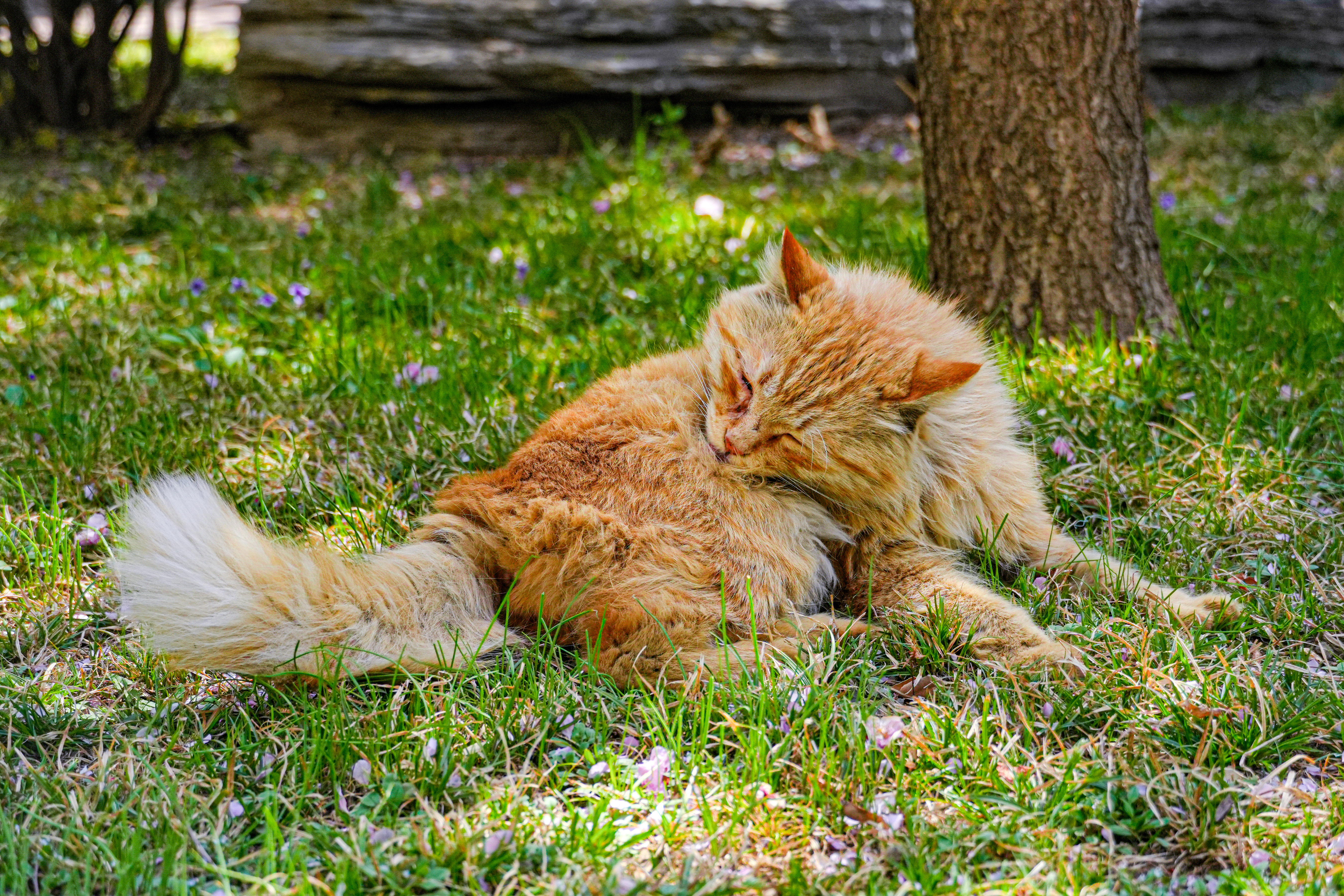 猫-李洁妍.jpg
