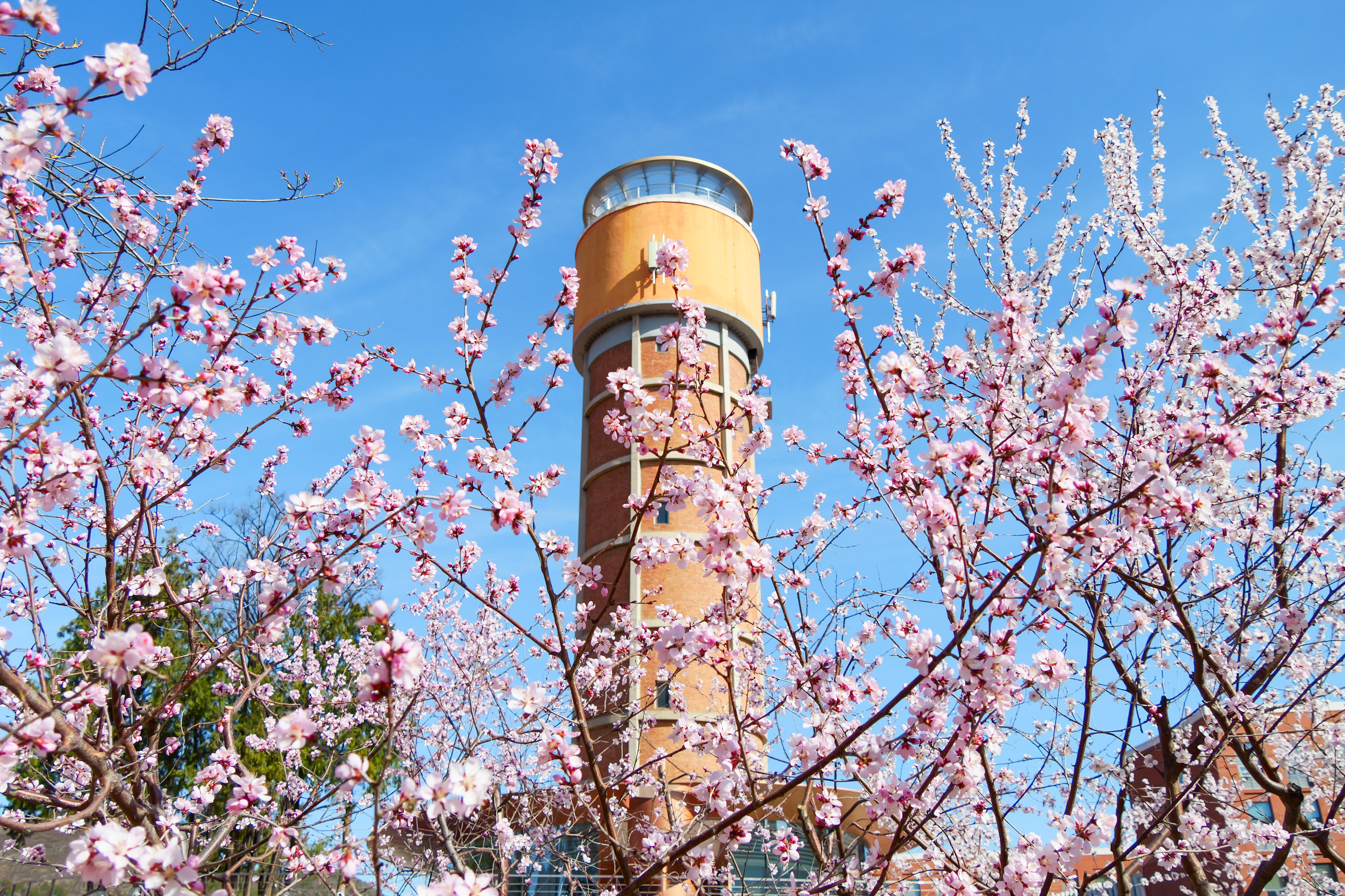 水塔桃花-陈虎.jpg