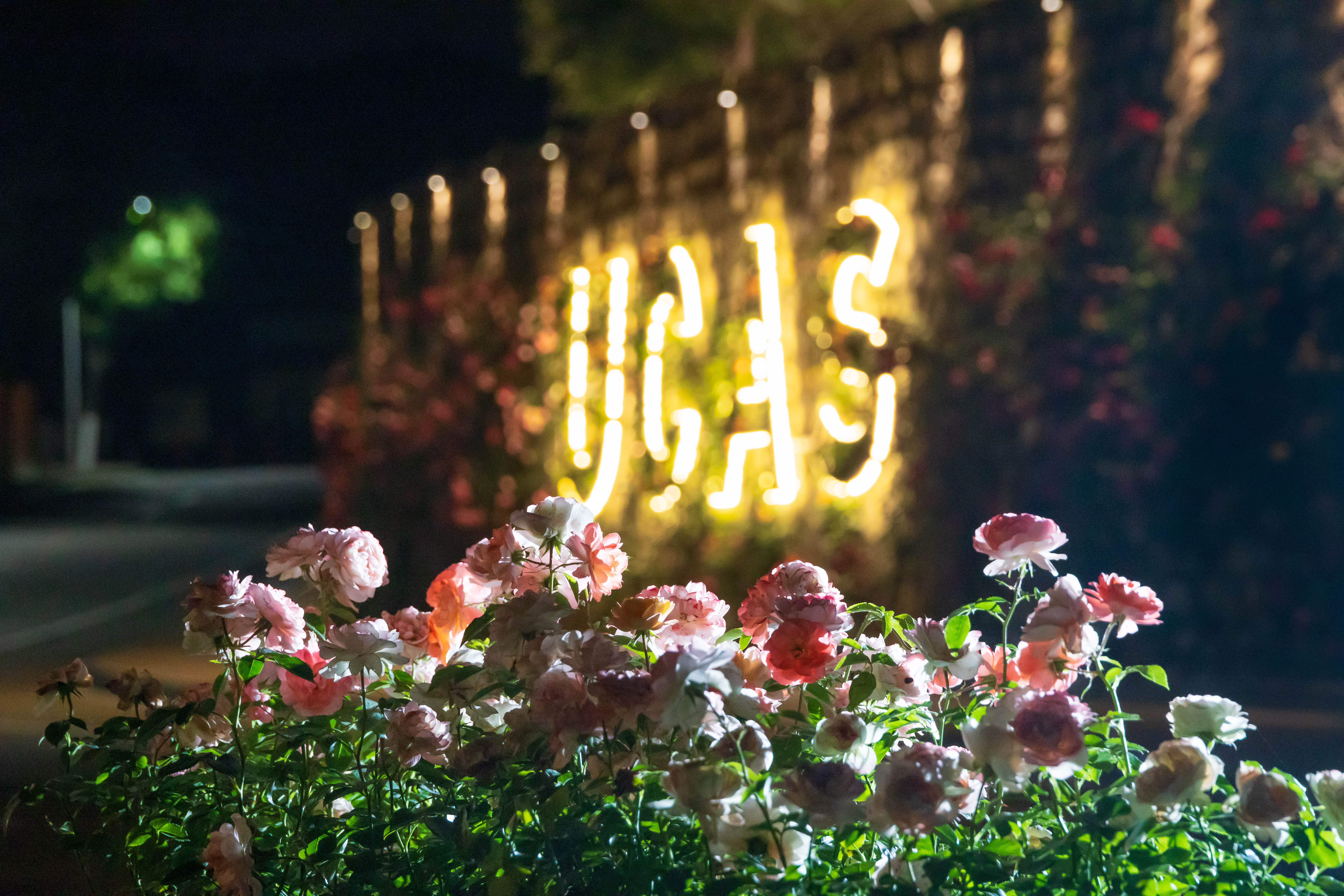 UCAS花丛.jpg