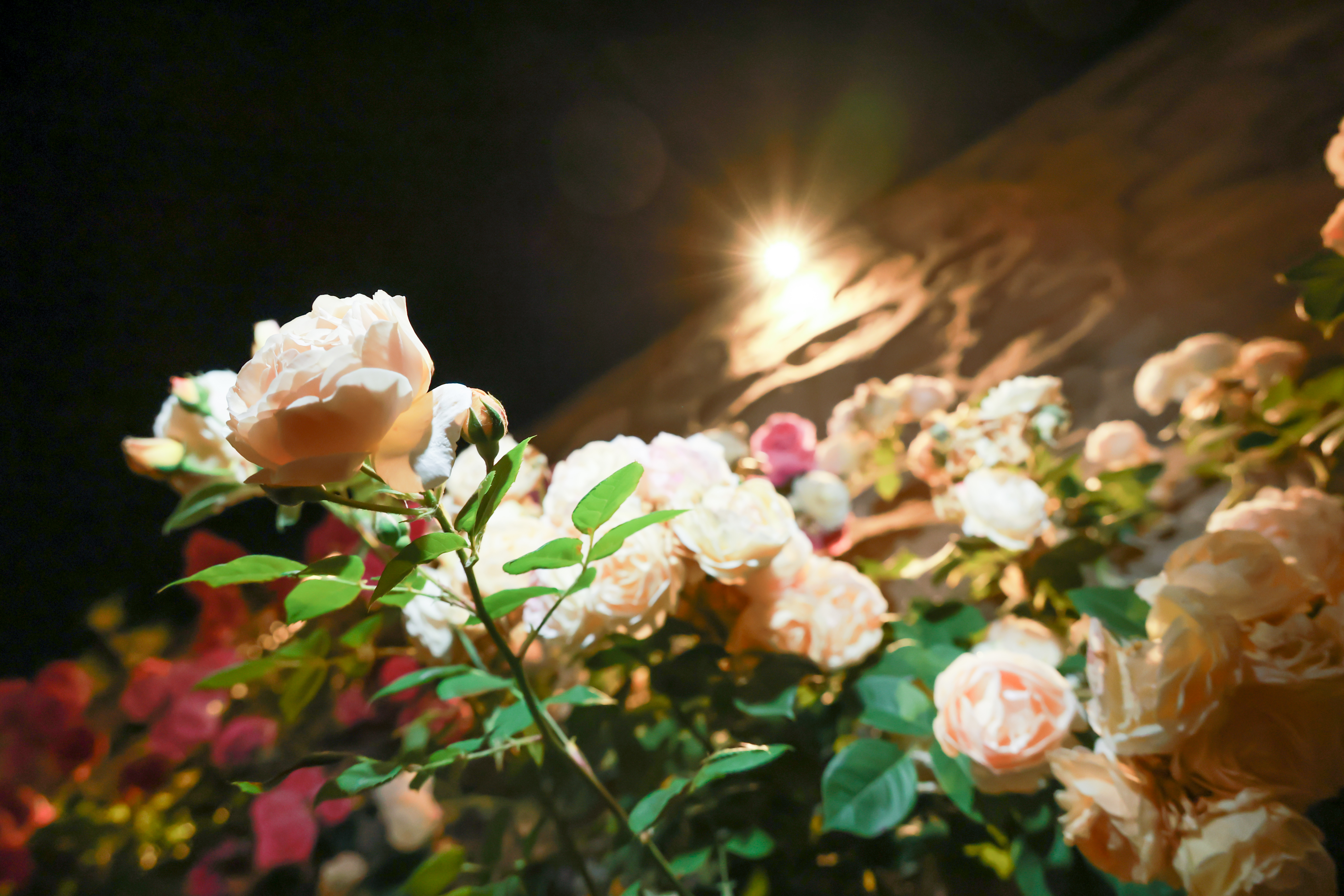花墙花朵特写.jpg