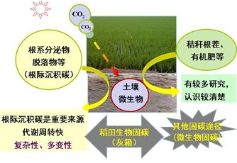 图2 水稻光合碳的输入与在土壤中转化示意图