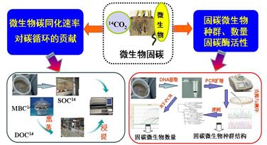 图3 土壤微生物固碳功能（同化大气CO2）及其生物学机制技术框架图
