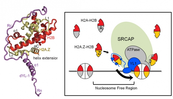 图示：YL1-Z-H2A.Z-H2B的复合物结构（左图）以及SRCAP复合物对H2A.Z-H2B二聚体进行识别和传递的基本模型示意图（右图）。